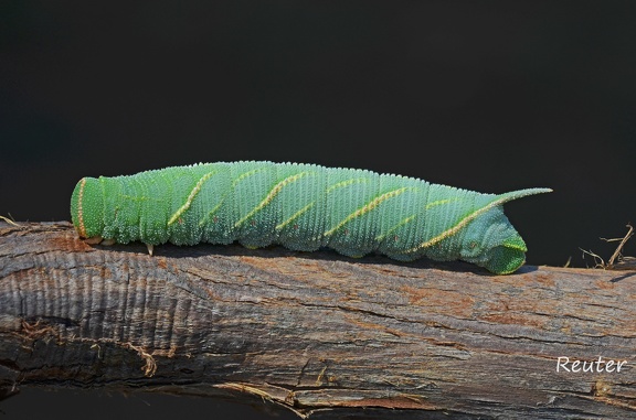 Eichenschwärmer (Marumba quercus)